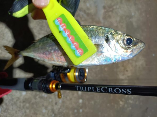 2023/11/22 南港ライトゲーム釣行 (アジ狙い)