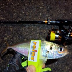 2023/11/23 南港ライトゲーム釣行 (アジ狙い)