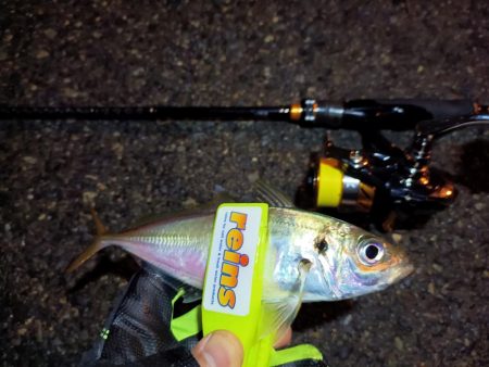 2023/11/23 南港ライトゲーム釣行 (アジ狙い)