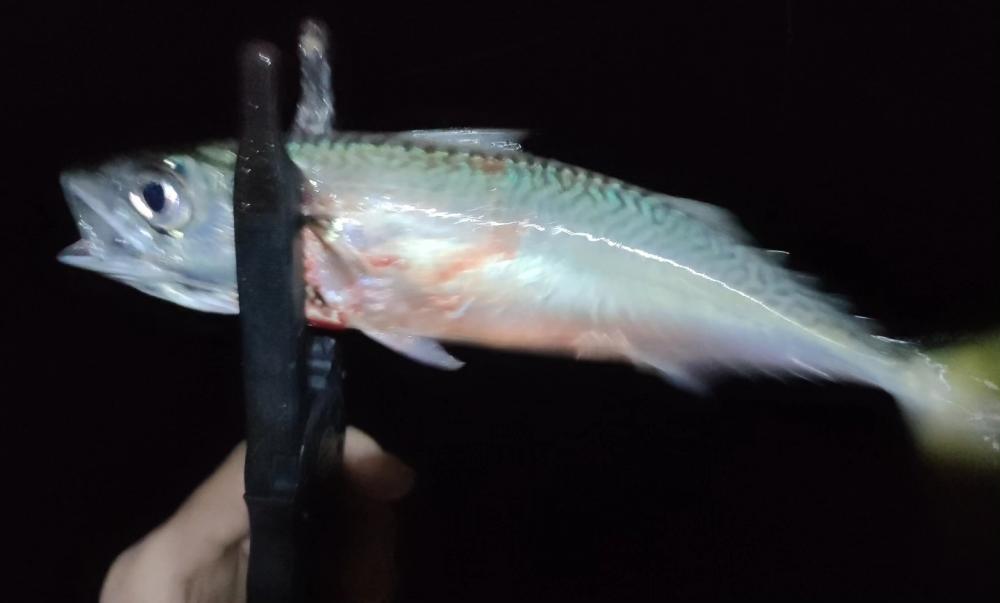 起きれぬ休みの深夜釣行