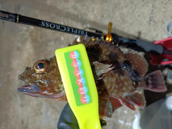 2023/11/24 南港ライトゲーム釣行 (アジ狙いからの～根魚)