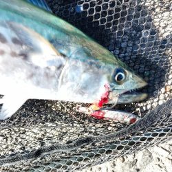 まさかのサワラ♪