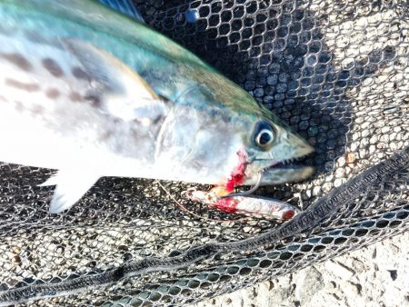 まさかのサワラ♪