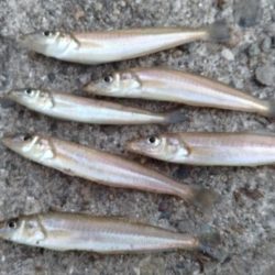 播磨新島のキス調査