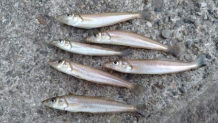 播磨新島のキス調査