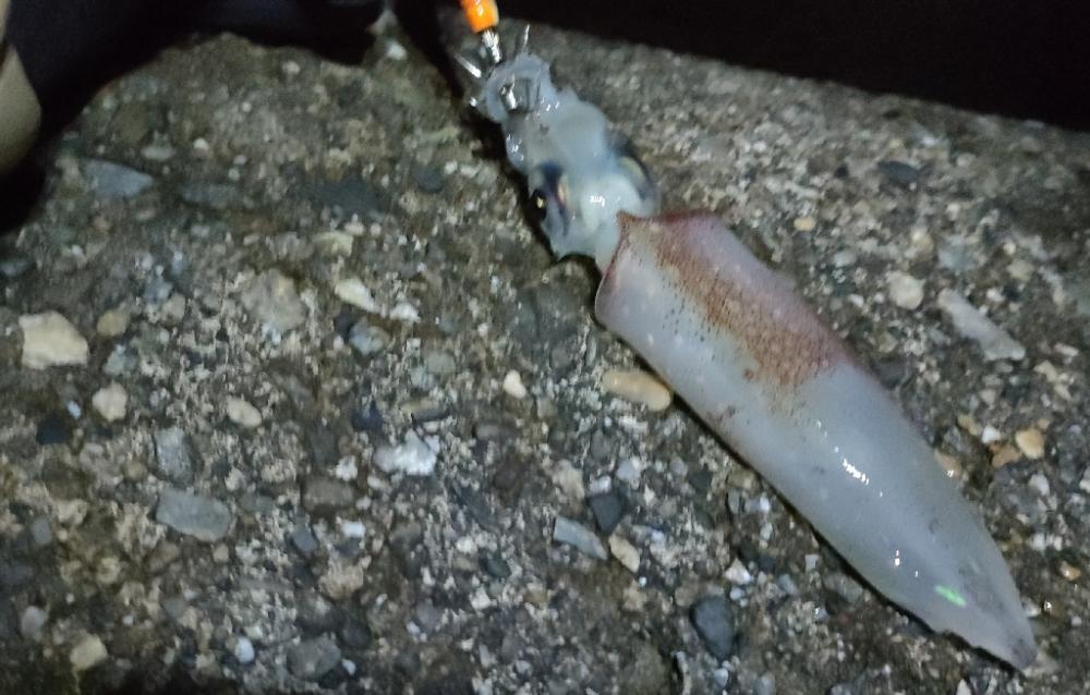 釣り初めて女子とナイトエギング