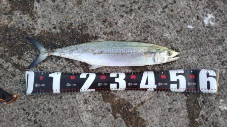 渋々の中武庫川一文字でサゴシ