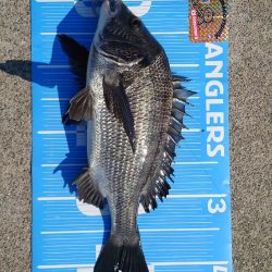 今治出張中 休み取れましたのでフカセ釣り第2戦✨