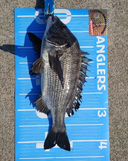 今治出張中 休み取れましたのでフカセ釣り第2戦✨