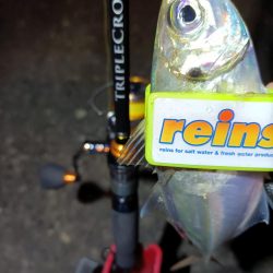 2023/11/26 南港ライトゲーム釣行 (アジ狙い)