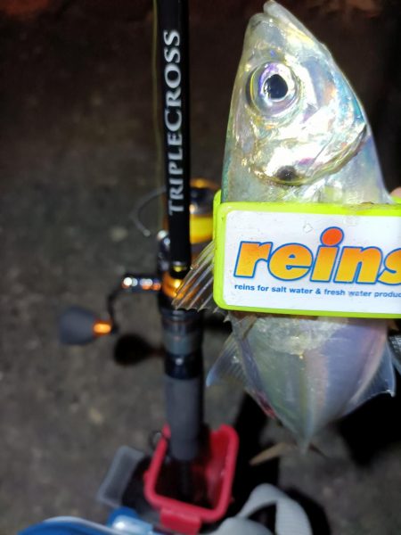 2023/11/26 南港ライトゲーム釣行 (アジ狙い)