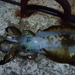 明るい月夜にフラッシュブースト炸裂