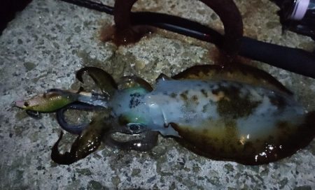 明るい月夜にフラッシュブースト炸裂