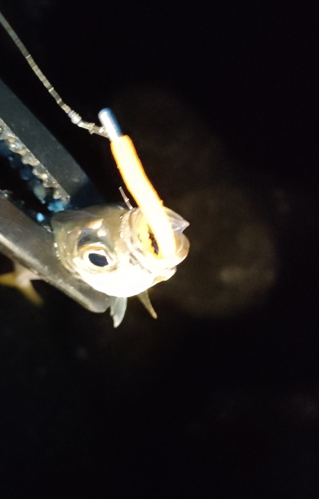 休み終わりのアジング