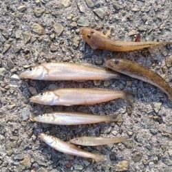 ラスト淡路釣行