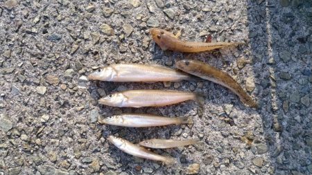 ラスト淡路釣行