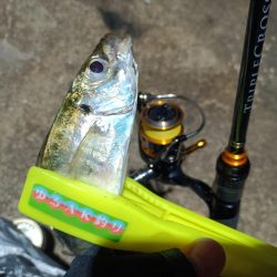 2023/11/29 南港ライトゲーム釣行 (アジ狙い)