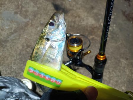 2023/11/29 南港ライトゲーム釣行…