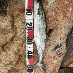 強風のなかサゴシ