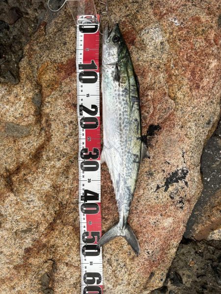 強風のなかサゴシ