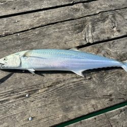 筏ショアジギングでサゴシ