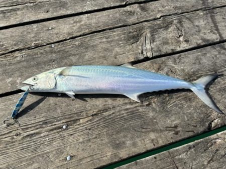 筏ショアジギングでサゴシ