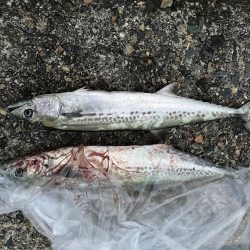 宮津〜舞鶴ランガンでサゴシ2匹