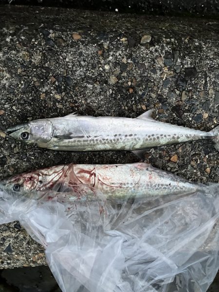 宮津〜舞鶴ランガンでサゴシ2匹