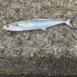 サゴシポツポツ