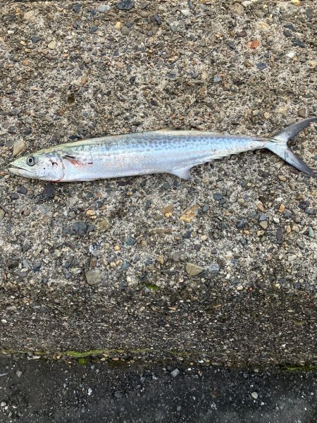 サゴシポツポツ