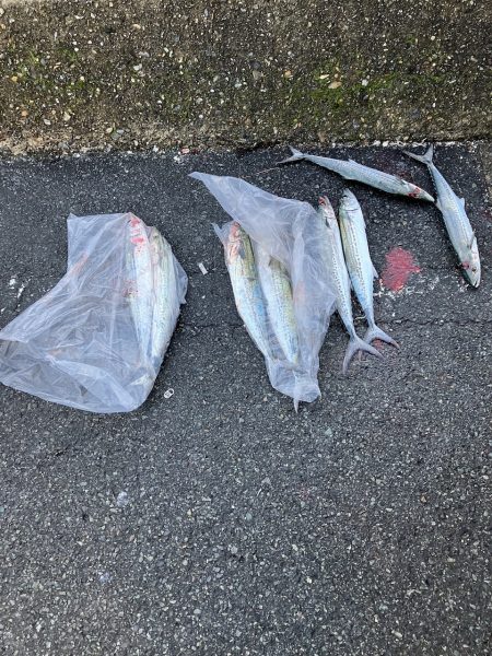 舞鶴サゴシ祭り