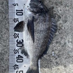 イチノ兄弟、釣果!