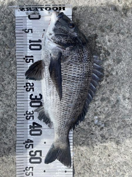 イチノ兄弟、釣果！