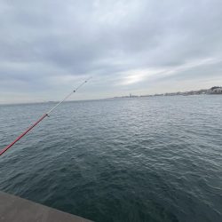 陸は紅葉海はカレイ