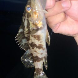 夕まずめの1時間釣行