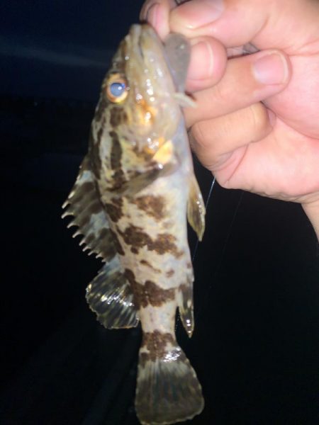 夕まずめの1時間釣行