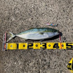 見直したムーチョルチア