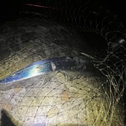 まだいました！