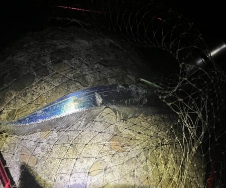 まだいました！