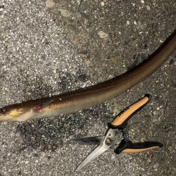 タチウオ、穴子にガシラ、ウニまでも