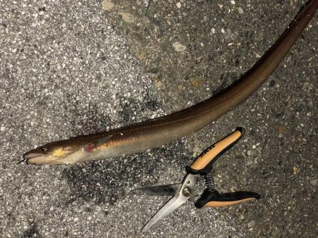 タチウオ、穴子にガシラ、ウニまでも