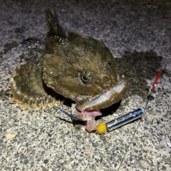 日高の漁港でカジカ釣り！！念願のカジカつい…