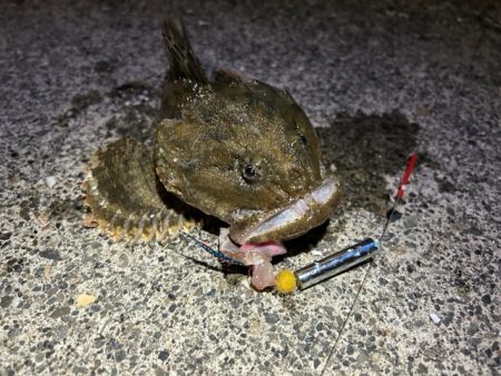 日高の漁港でカジカ釣り！！念願のカジカつい…