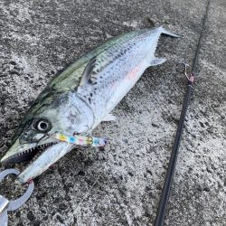 サワラからのサワラ