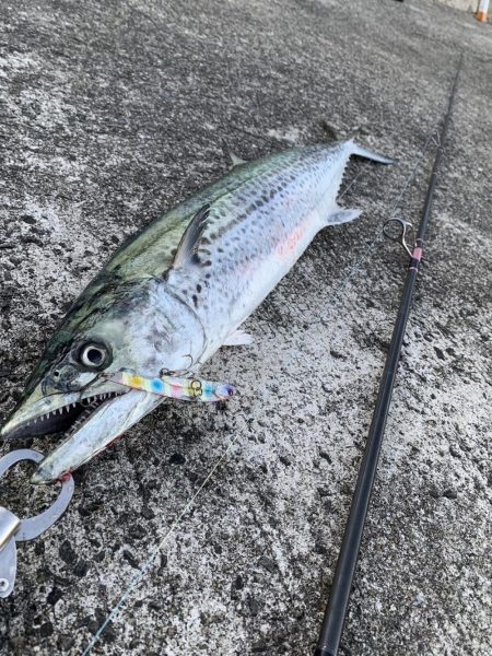 サワラからのサワラ