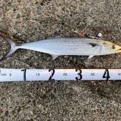 祭りに参戦出来ず