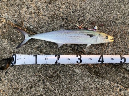 祭りに参戦出来ず