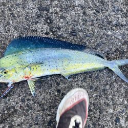 初めてのペンペンシイラ