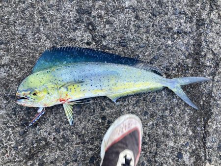 初めてのペンペンシイラ