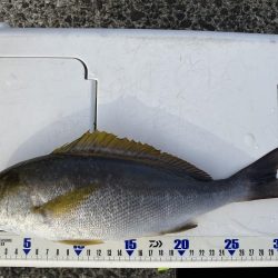 由良の大波止でカゴ釣り